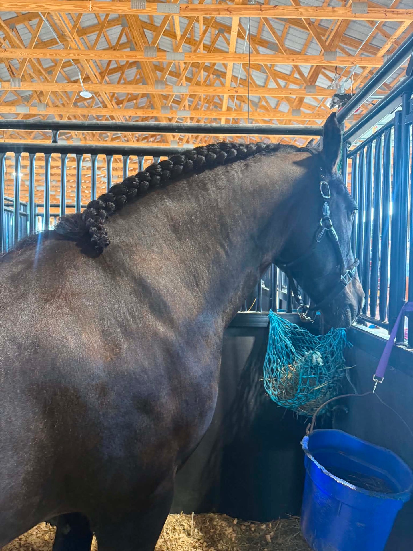 A dark brown horse standing in a stable stall, with its neck and mane braided. The horse is wearing a bridle and eating from a blue net feeder, with a blue bucket nearby. Modeling how the masque gives a more manageable result.