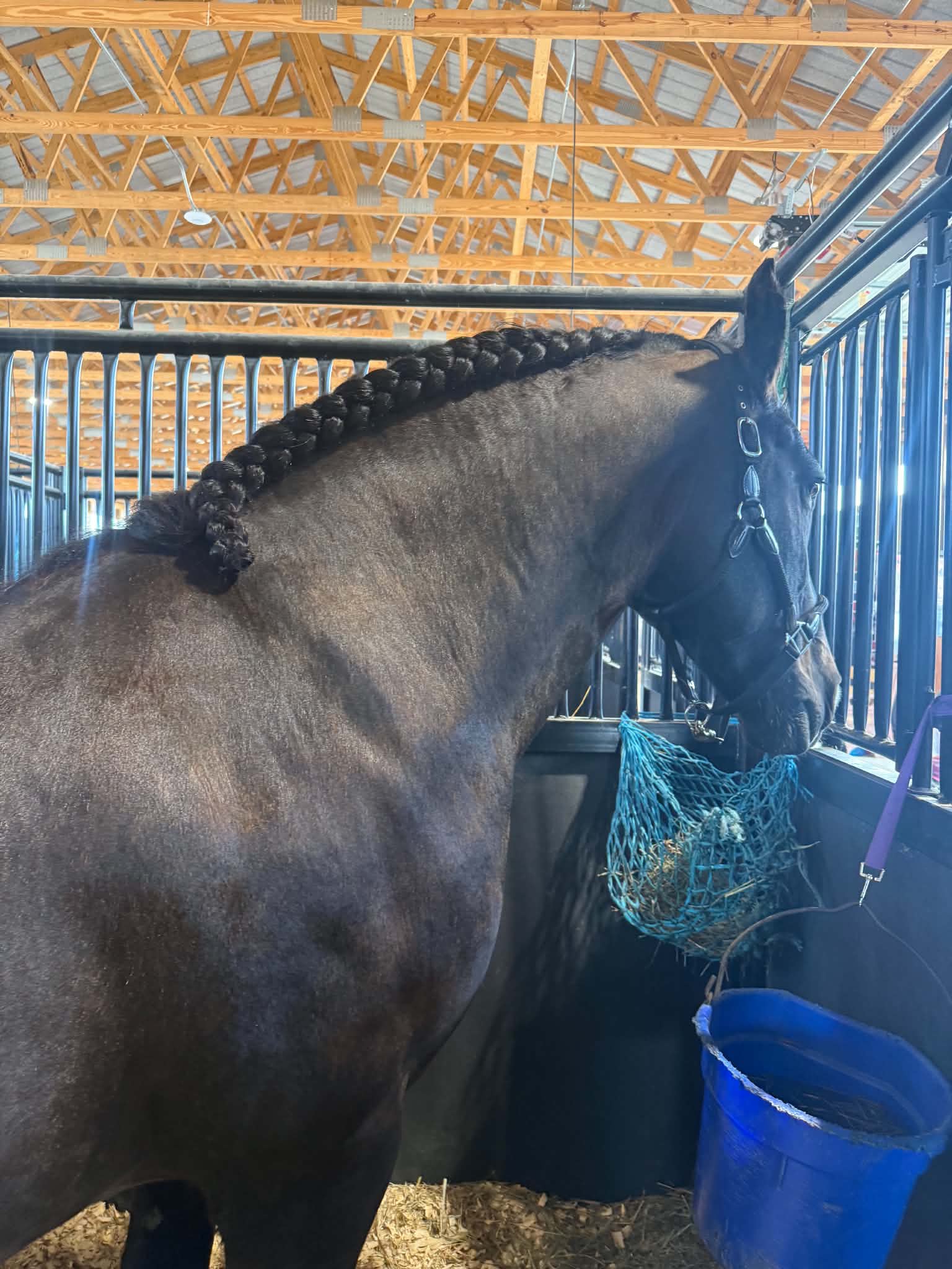 A dark brown horse standing in a stable stall, with its neck and mane braided. The horse is wearing a bridle and eating from a blue net feeder, with a blue bucket nearby. Modeling how the masque gives a more manageable result.