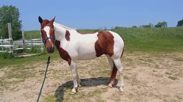 Load video: Horse after a bath using our shampoo products for equine